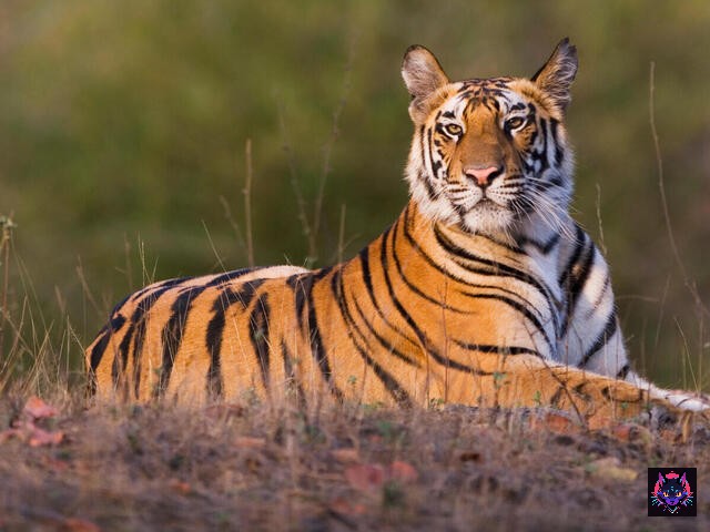 6aofsvaglm_Medium_WW226365 Tigre
