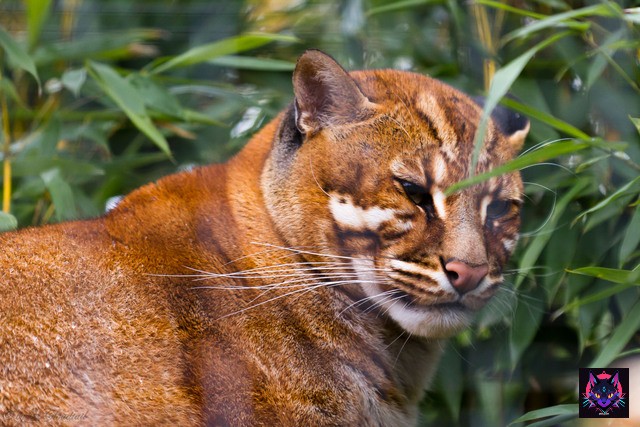 7-curiosidades-sobre-el-fascinante-gato-dorado-asiatico-que-de-seguro-llamaran-tu-atencion-7 Gato Dorado Asiático