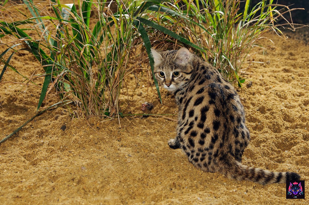 Felis nigripes Gato de Pies Negros