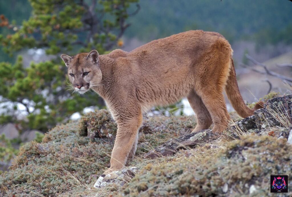 Puma Puma