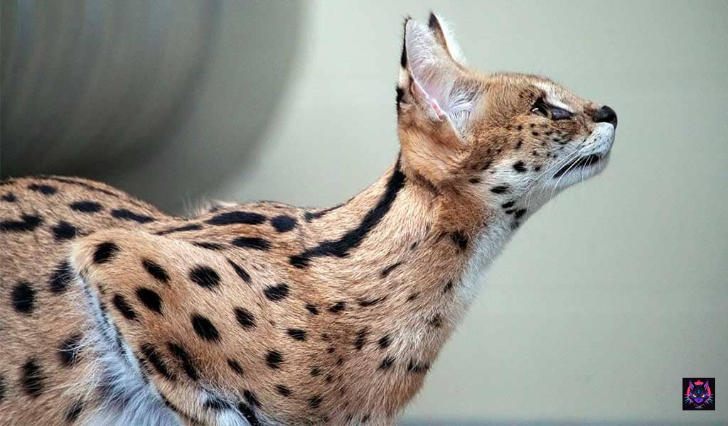 Serval