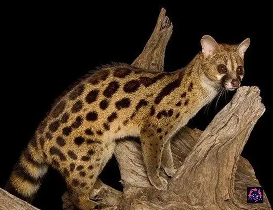 genetta-maculata Servaline: El Gato con Larga Cola y Gracia Salvaje
