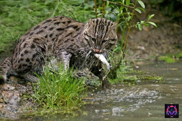 istockphoto-1255166373-612x612 Gato Pescador