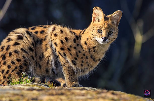Serval
