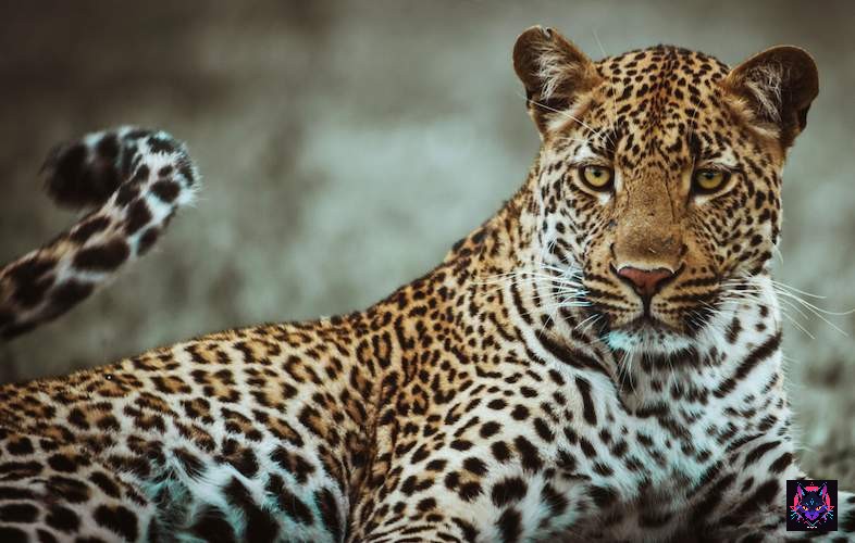 leopard-kruger-rh-786x500 Leopardo