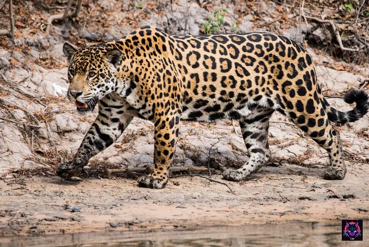 nationalgeographic_2686434 Jaguar