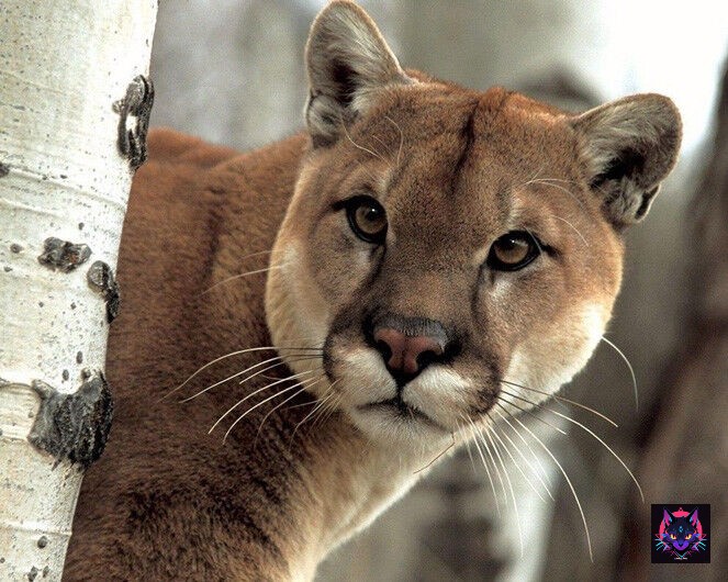 s-l1200 Puma