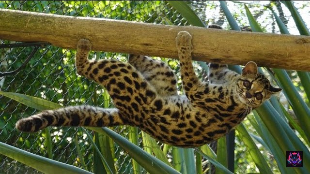 sddefault Margay