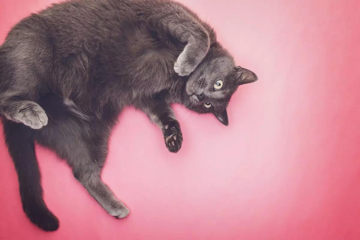 Un gato tumbado boca arriba es un gato tranquilo