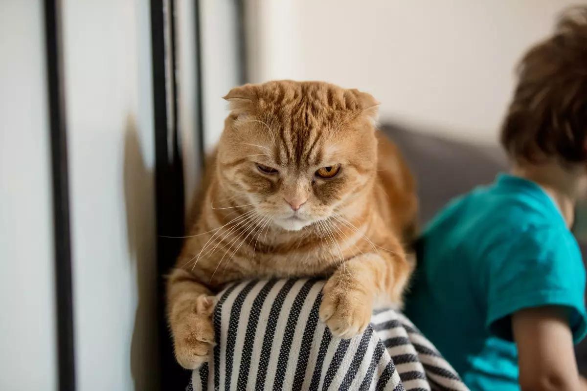 Un gato preocupado
