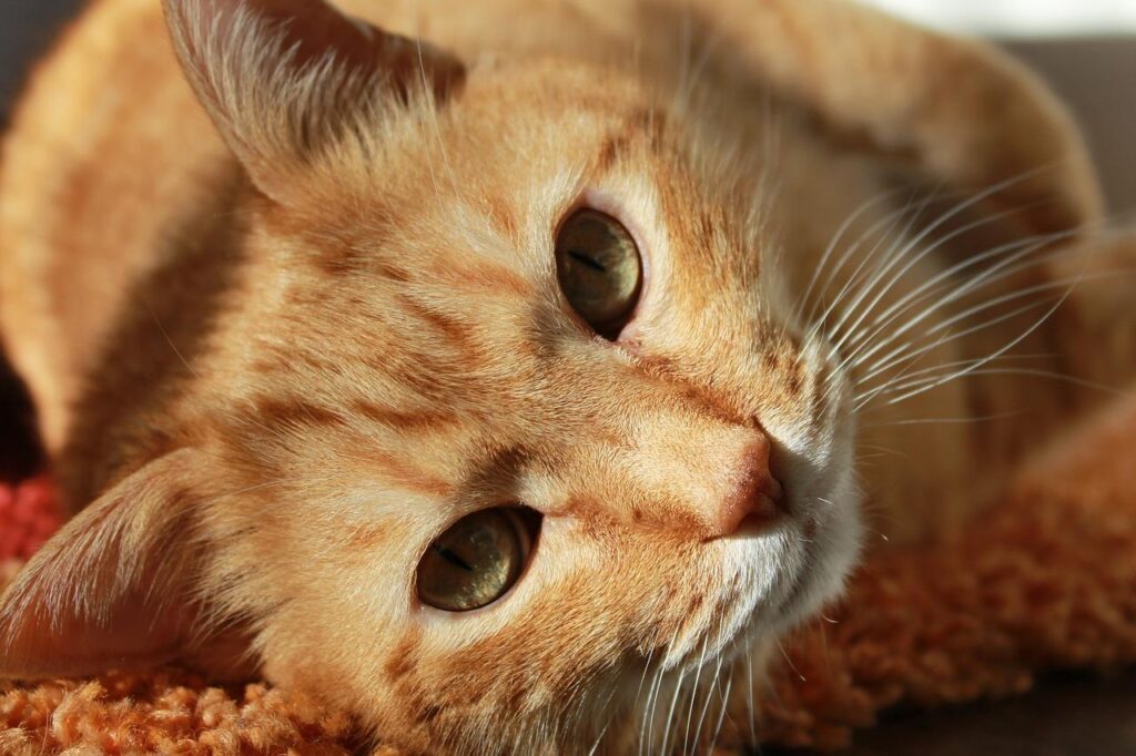 cuales_son_los_gatos_mas_tranquilos_33648_orig