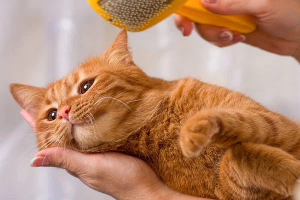 depositphotos_174707052-stock-photo-woman-combing-her-redhead-cat El Arte de la Muda