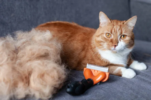 depositphotos_453776934-stock-photo-a-ginger-cat-on-a El Arte de la Muda