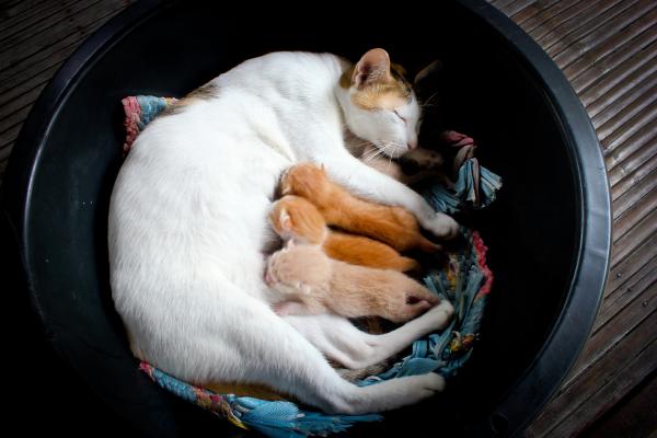 por_que_no_debemos_separar_a_un_gatito_de_forma_prematura_22413_0_600 Vínculos